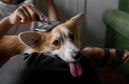 Pampering Paws: The Essential Role of Dog Grooming Products for Your Furry Friend